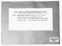 Coccomyces coronatus image